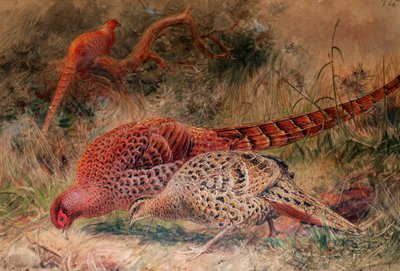 Soemmerrings Fasan (Phasianus soemmerringi), 1852-54 von Joseph Wolf